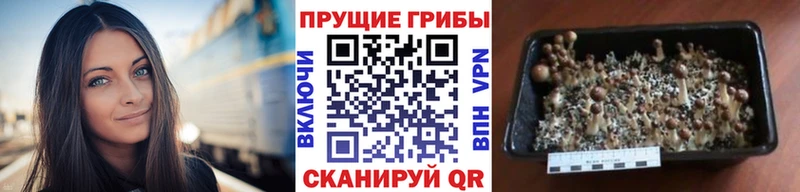 Купить  Выкса  Галлюциногенные грибы прущие грибы 